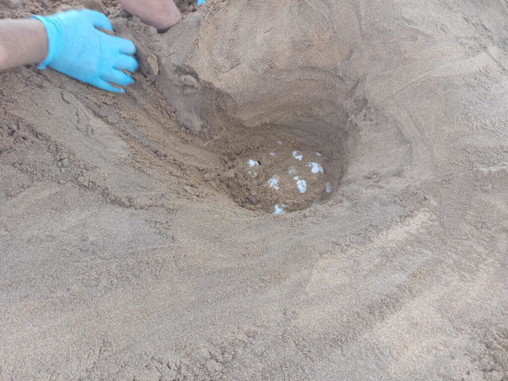 Algunos de los huevos que ha depositado una tortuga boba que anidó en Calblanque. (CARM)