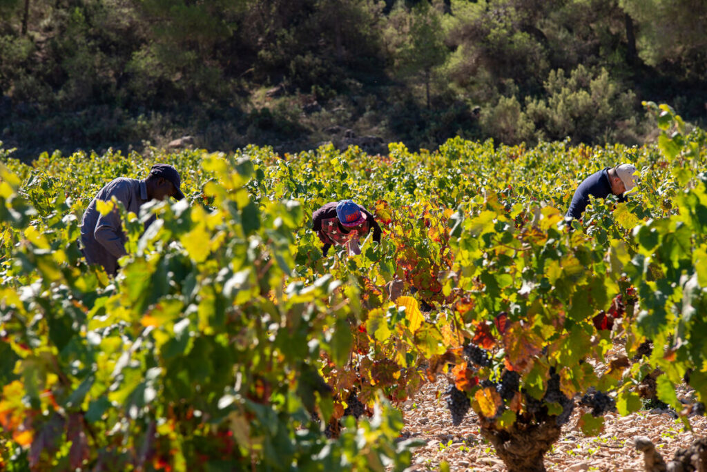 Imagen de la vendimia / DOP Bullas.