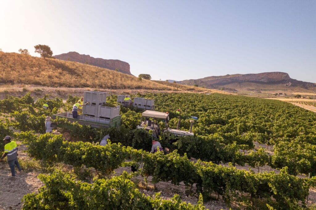 Imagen de la vendimia de uva blanca / Bodegas Juan Gil.