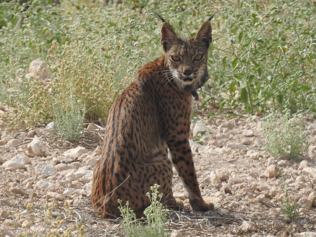 El lince ibérico Urtsu en Las Tierras Altas de Lorca / CARM.