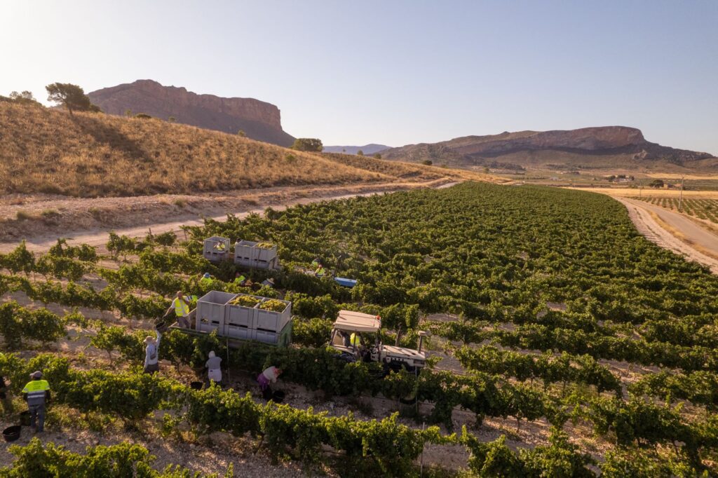 Imagen de la vendimia / DOP Jumilla.