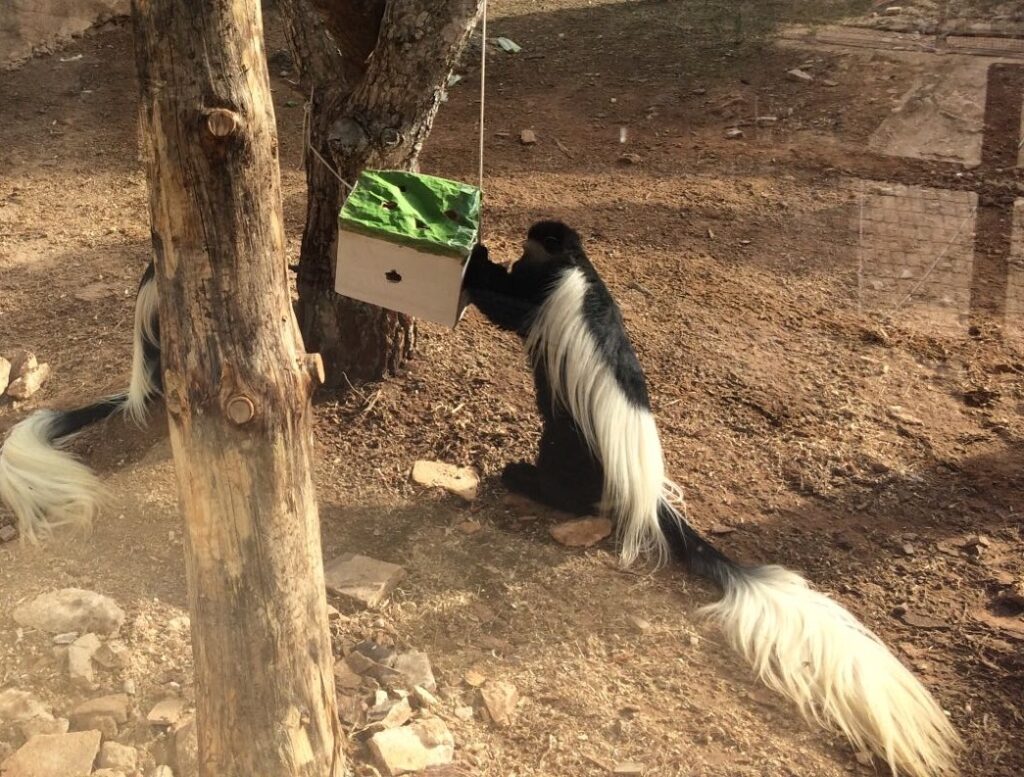 Un animal del parque Terra Natura Murcia en uno de los programas / Ayuntamiento de Murcia.