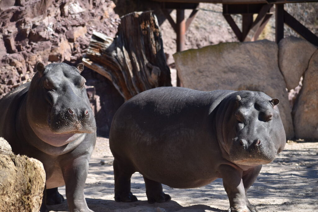 Ejemplares de hipopótamos que alberga el parque / Portavoz.