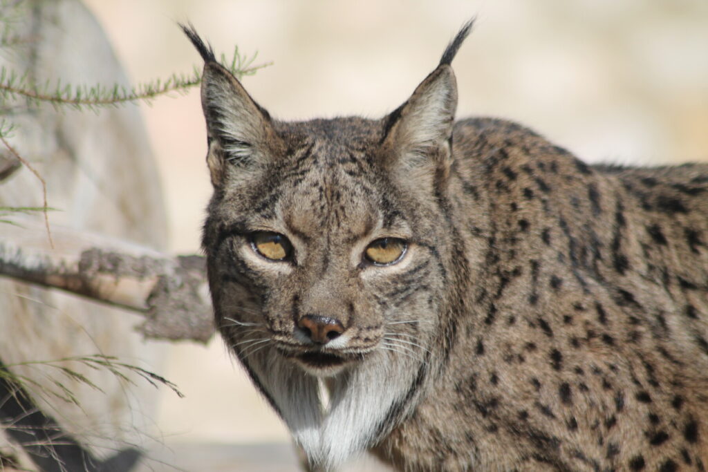Imagen de Brisa, el emblemático lince ibérico del parque / Portavoz.