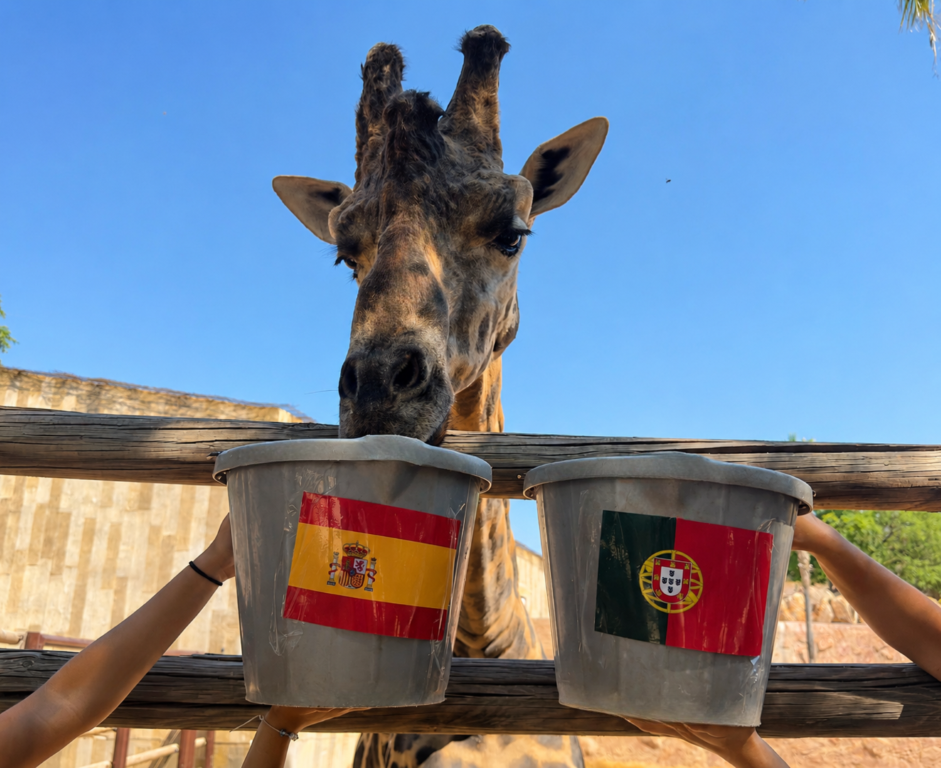 Imagen de Fali prediciendo el campeón del partido entre España y Portugal en octavos de final / Portavoz.