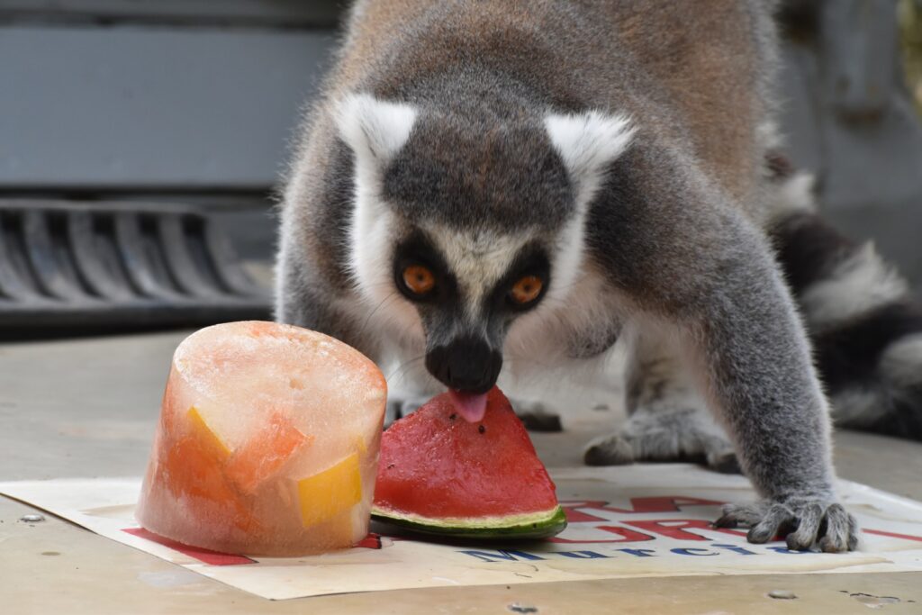 Uno de los animales comiendo helados / Portavoz.