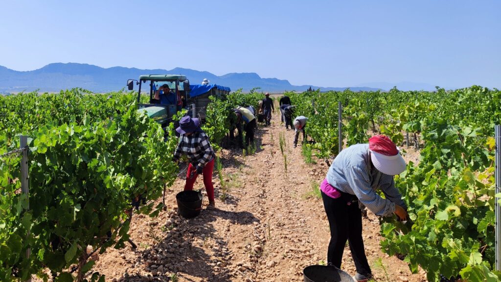 Imagen de la vendimia / DOP Jumilla.